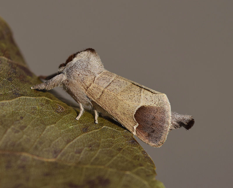 Clostera curtula e Clostera anastomosis - Notodontidae